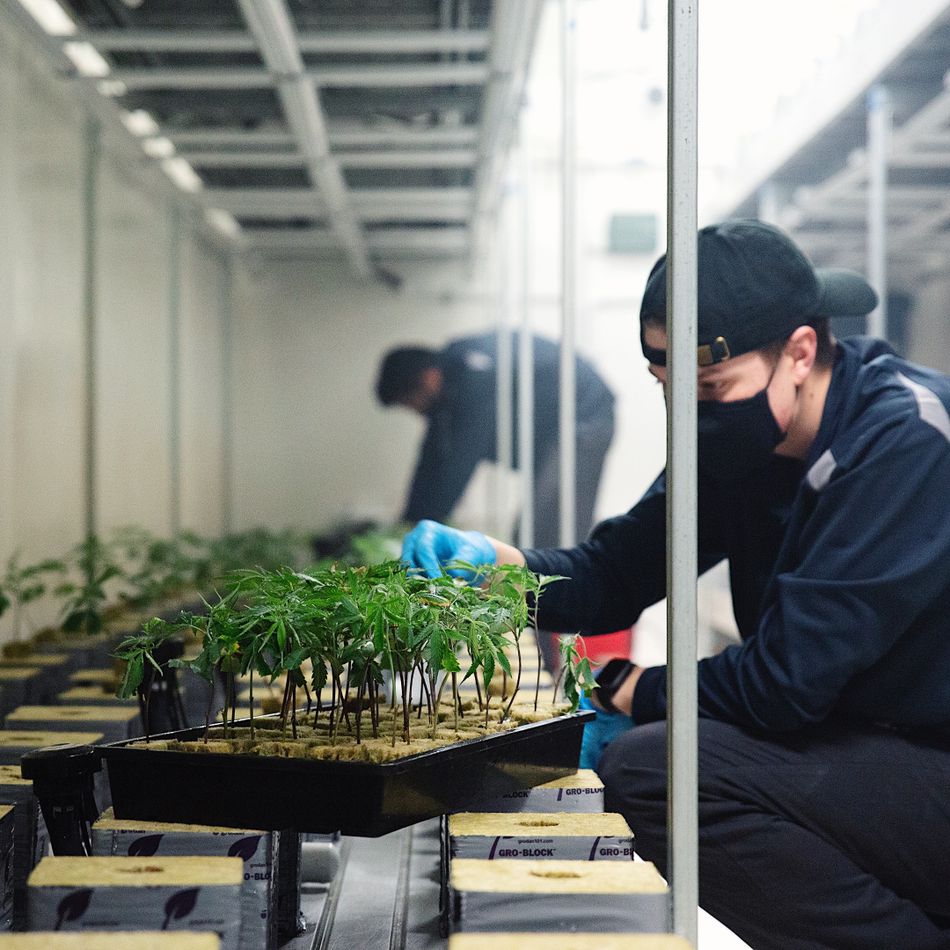 A worker waters delicate clones by hand.