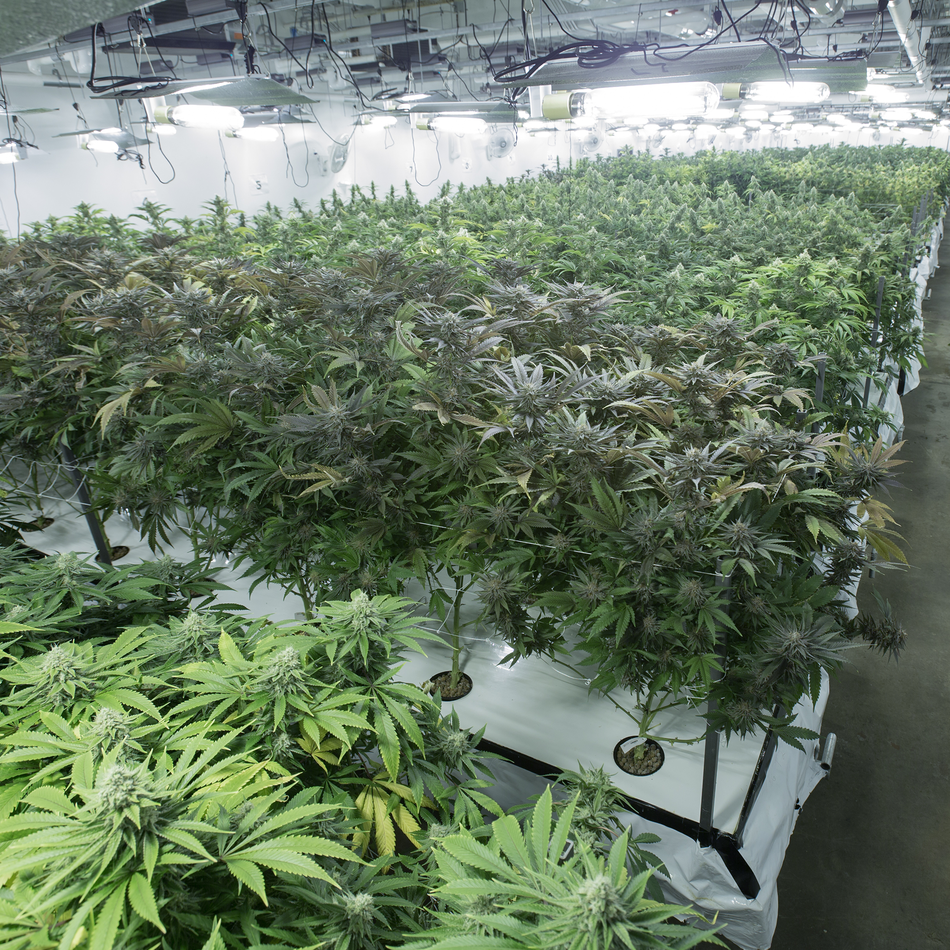 Why robots just can't grow good weed