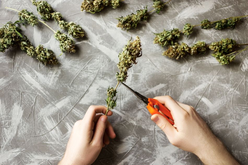 Hand trimming, a laborious and often low-paying task, preserves more of the bud's quality than machine tumbling does.